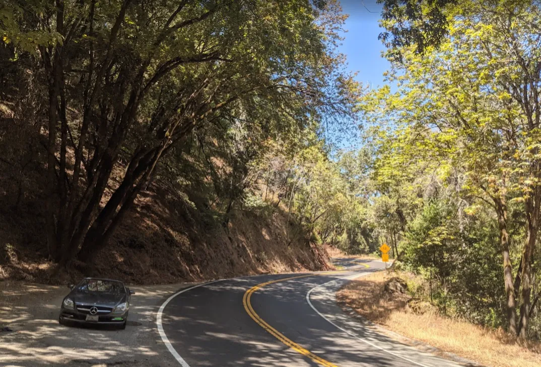 redwoods in the benz
